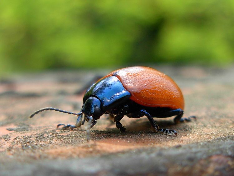 Chrysomelidae?  S, Chrysolina sp.